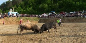 Boğa Seyircilerin Arasına Daldı