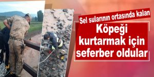 Sel sularının ortasında kalan köpeği kurtarmak için seferber oldular