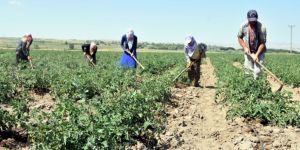 Ahlat ilçesinde 170 bin ton patates üretiliyor