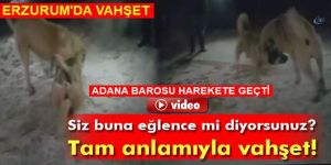 Adana Barosu'ndan Hayvanlara Eziyet Edenler Hakkında Suç Duyurusu