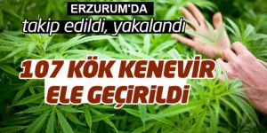 Tortum’da 107 bin kök kenevir ele geçirildi