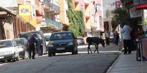 Sahipsiz eşek ilçede trafiği aksatıyor