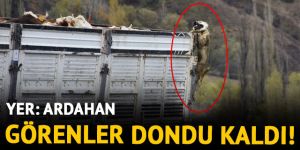 Ardahan'da çoban köpeğinin fotoğrafını görenler şaştı kaldı