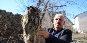 Yaralı olarak bulunan puhu kuşu tedavi altına alındı