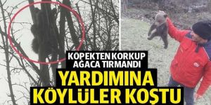 Köpekten korkup ağaca çıkan yavru ayı kurtuldu