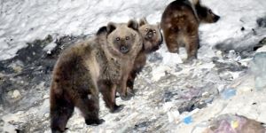 Erzurum'da boz ayılar yiyecek ararken görüntülendi