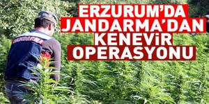 Jandarma’dan Hint keneviri operasyonu