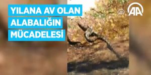 Yılana av olan alabalığın mücadelesi görüntülendi