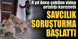 Erzurum'da köpek soruşturması