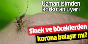 Koronavirüs böcek ve sineklerle bulaşır mı?