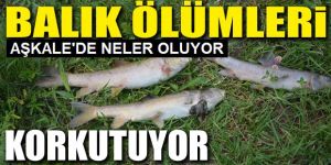 Aşkale'de balık ölümleri korkutuyor!