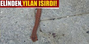 Yılanın ısırdığı çocuk hastanede tedavi altına alındı