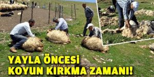 Doğu’da yaylalarda kırkım zamanı