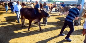 Doğu'nun hayvancılık merkezlerinde Kurban Bayramı yoğunluğu