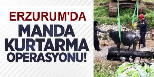 Erzurum'da Manda kurtarma operasyonu