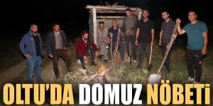 Oltu'da domuz nöbeti...