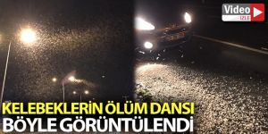 Erzurum’da kelebeklerin ölüm dansı geceyi beyaza bürüdü