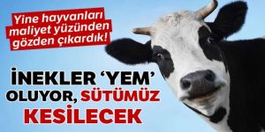 İnekler 'yem' oluyor sütümüz kesilecek!