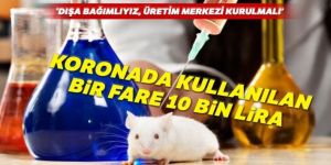 Covid-19 deneylerinde kullanılan bir fare yaklaşık 10 bin TL