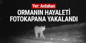 Ormanın hayaleti fotokapana yakalandı