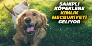 Sahipli kedi ve köpeklerin kimliklendirilmesi zorunlu olacak