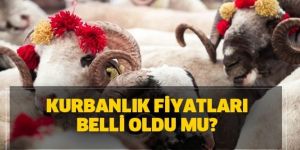 Kurbanlık fiyatları belli oldu mu?