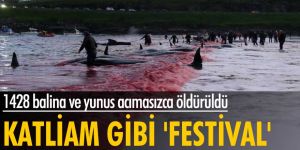 Faroe Adaları’nda festival adı altında katliam yapıldı!