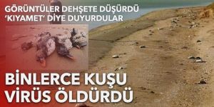 Rusya'da korkutan görüntü: Sahil binlerce ölü kuşla doldu