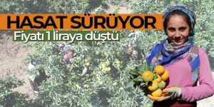 Mandalina hasadı sürüyor, fiyatı 1 liraya düştü