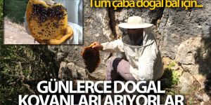 Doğal bal için günlerce 'firari' arıların izini sürüyorlar