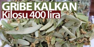 Gribe kalkan ıhlamurun kilosu 400 lira