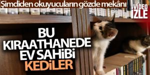 Bu Kıraathanede ev sahibi kediler