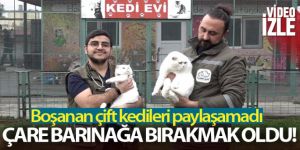 Boşanırken paylaşamadıkları kediler, barınağa kaldı