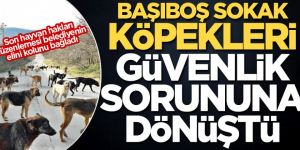 Başıboş sokak köpekleri güvenlik sorununa dönüştü