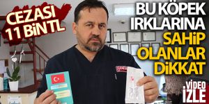 Bu köpek ırklarına sahip olanlar dikkat!