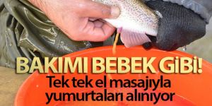 Bebek gibi bakılıyor tek tek el masajıyla yumurtaları alınıyor