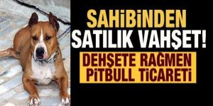 Sahibinden satılık vahşet!