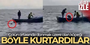 Gölün ortasındaki köpeği işte böyle kurtardılar