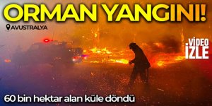 Avustralya'da orman yangını: 60 bin hektar alan küle döndü