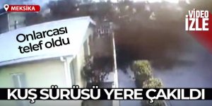 Meksika'da kuş sürüsü yere çakıldı, onlarca kuş telef oldu