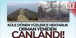 Küle dönen yüzlerce hektarlık orman yeniden canlandı