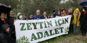 ZEYTİNLİK DÜZENLEMESİ YARGIYA TAŞINDI