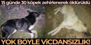 Yok böyle vicdansızlık...30 köpeği zehirleyip öldürdüler