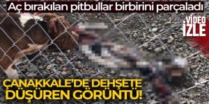 Aç bırakılan pitbulllar birbirini parçaladı