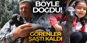 Gören şaşırdı... Tüysüz doğdu, bebek gibi bakılıyor