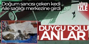 Doğum sancısı çeken kedi aile sağlığı merkezine geldi,