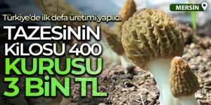 Tazesinin kilosu 400, kurusu 3 bin TL