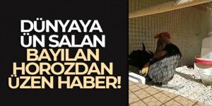 Dünyaya ün salan bayılan horozdan üzen haber