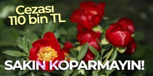 Şakayık çiçeğini koparmanın cezası 110 bin TL