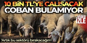 10 bin TL'ye çalışacak çoban bulamıyor